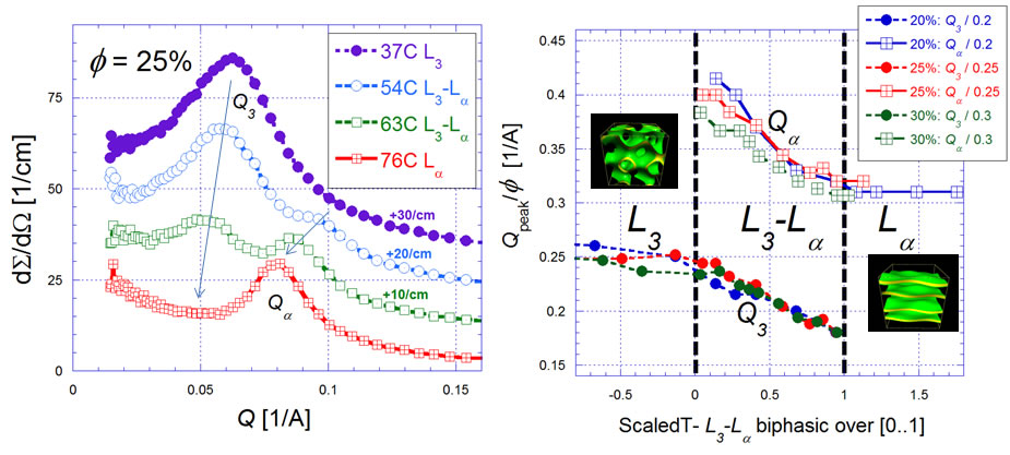AOT membrane phase miscibility gap